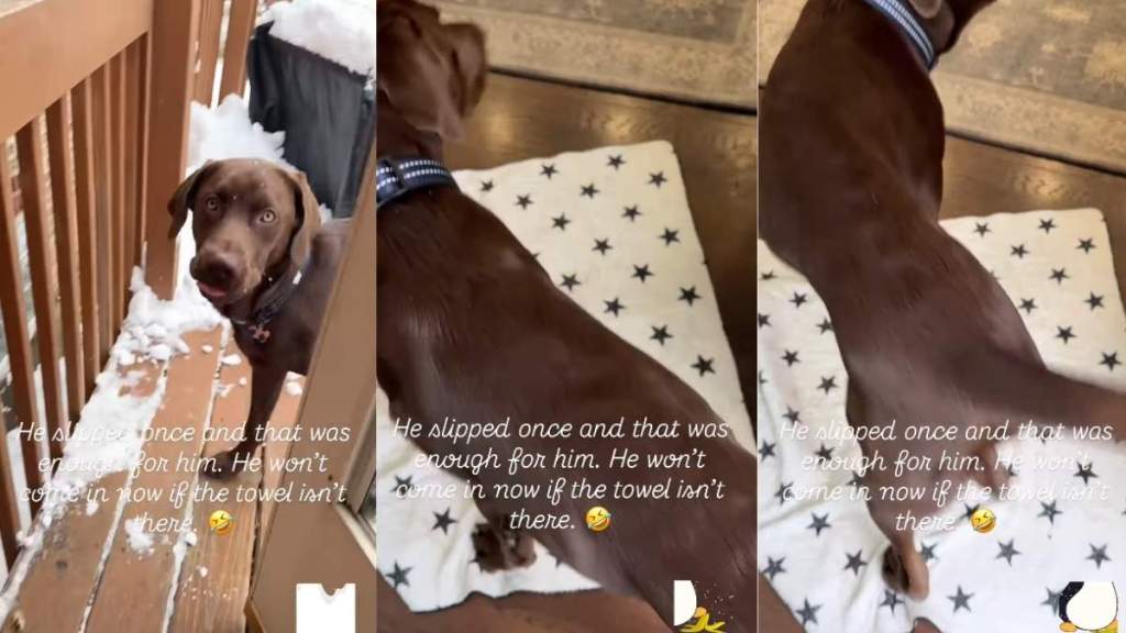 Video Shows Why This Labrador Needs a Towel After Being in the Snow