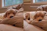 Video Documents Golden Retriever's Peaceful Rainy Morning Nap