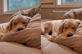 Video Documents Golden Retriever's Peaceful Rainy Morning Nap