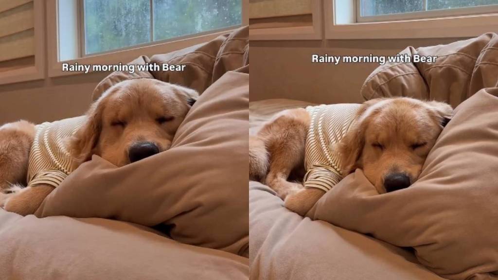 Video Documents Golden Retriever's Peaceful Rainy Morning Nap