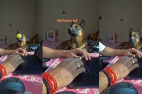 Video: Dog Gets Into 'Heated Argument' With Owner Over Ball