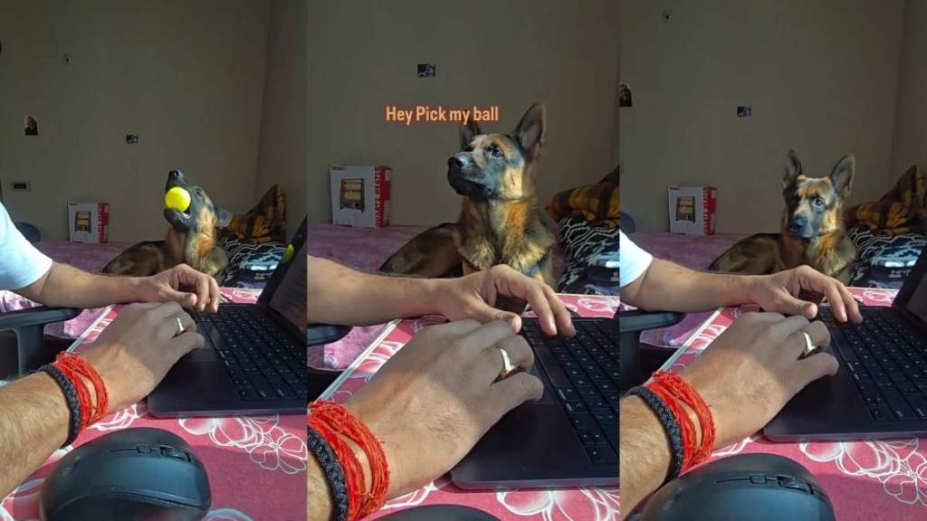 Video: Dog Gets Into 'Heated Argument' With Owner Over Ball