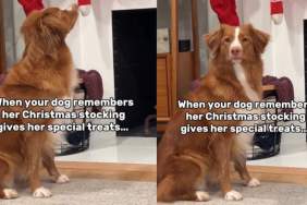 Video Shows Dog Fully Knows What Christmas Stockings Store