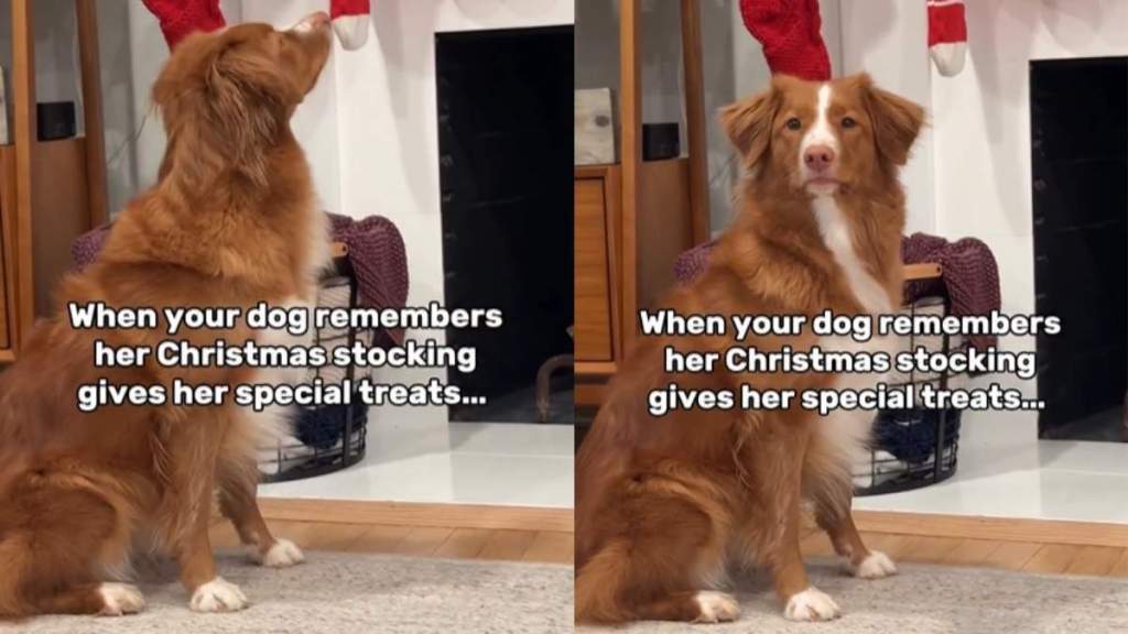 Video Shows Dog Fully Knows What Christmas Stockings Store
