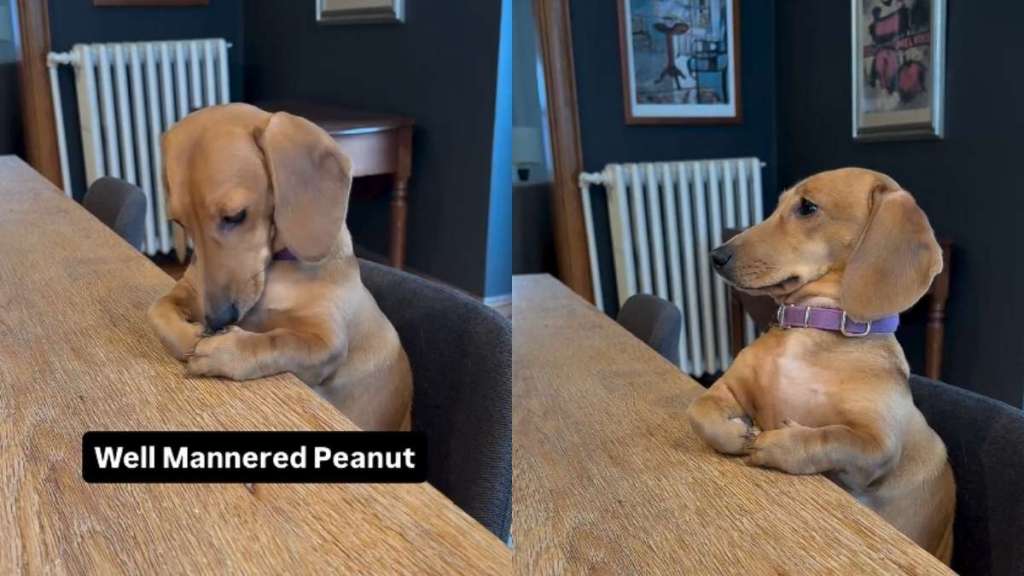 Video: Dog's Posture Leads Owner to Ask, 'Are You Person or Puppy?'