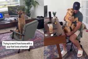 Video: Rescue Puppy Becomes 'Coworker' as Owner Works from Home