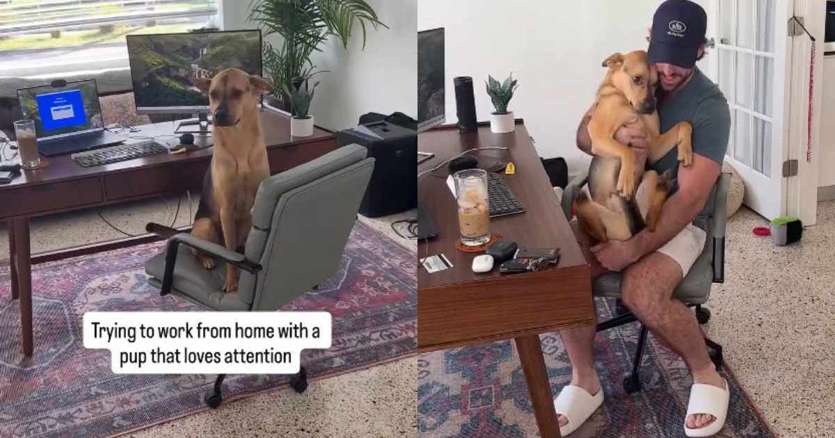 Video: Rescue Puppy Becomes 'Coworker' as Owner Works from Home - DogTime
