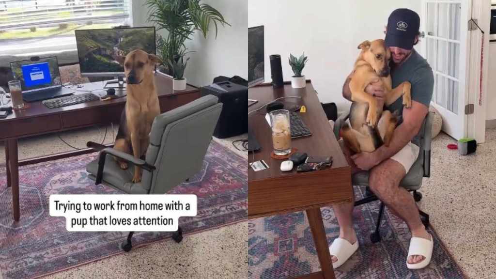 Video: Rescue Puppy Becomes 'Coworker' as Owner Works from Home