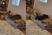 Video: Deer Makes Himself Comfortable Between Golden Retrievers