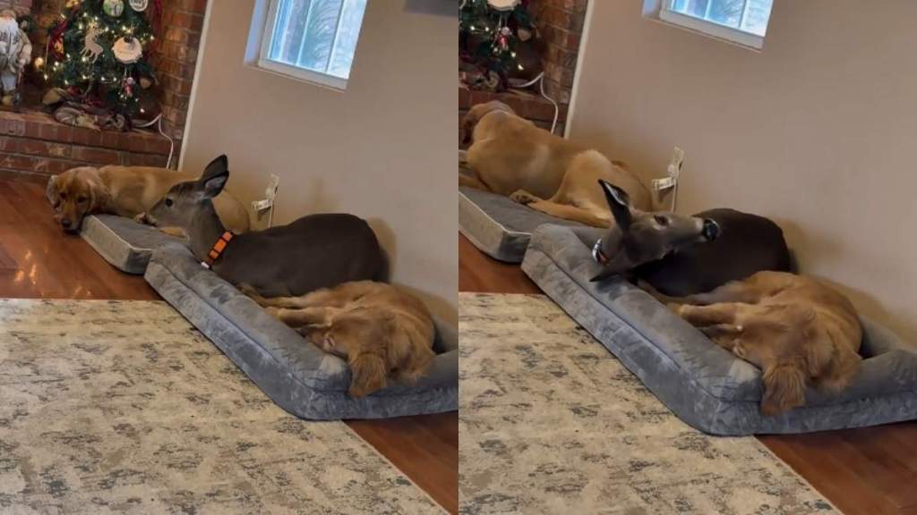 Video: Deer Makes Himself Comfortable Between Golden Retrievers