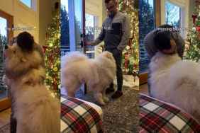 Video: Samoyed Starts the Day With Good Morning Bear Hugs