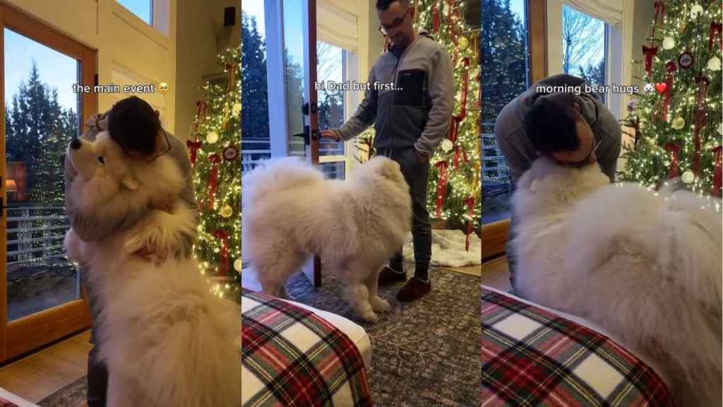Video: Samoyed Starts the Day With Good Morning Bear Hugs