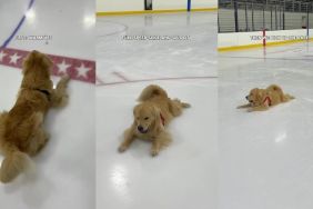 Golden Retriever's Double Sploots Are His New Party Trick in Video