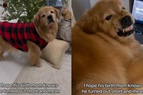 Owner Wants Golden Retriever's Birth Mom To Know He's Short & Mean