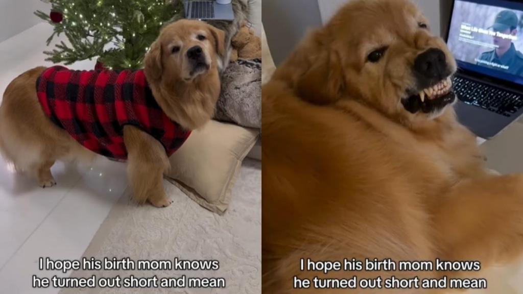 Owner Wants Golden Retriever's Birth Mom To Know He's Short & Mean