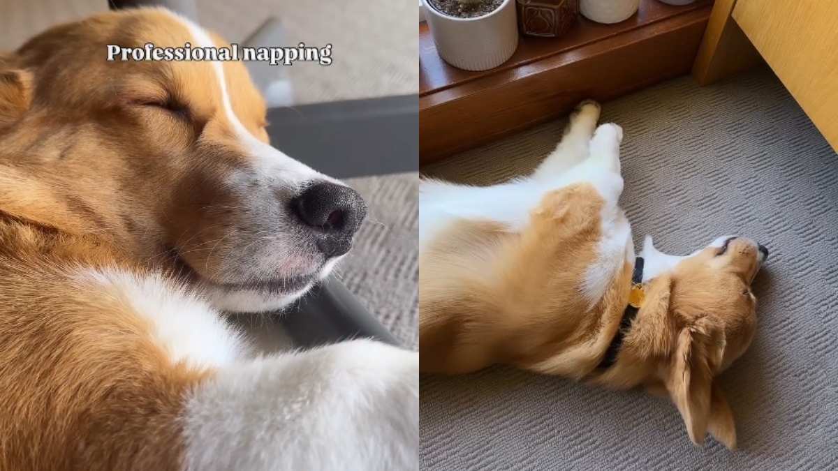 Video: Dog Shows How To Do ‘Professional Napping' - DogTime
