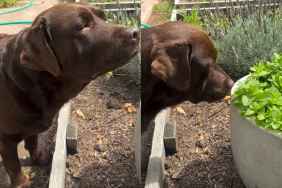 Video: Labrador's Love for Fresh Mint Leaves Is Unmatched