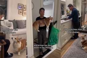 Video: Corgi Makes Sure Grandpa Knows He Is Loved