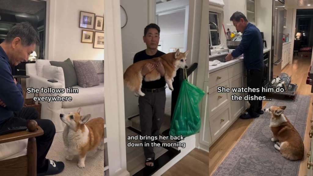 Video: Corgi Makes Sure Grandpa Knows He Is Loved