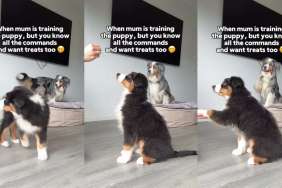 Video: Australian Shepherd Does Puppy's Tricks for Treats