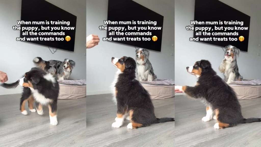 Video: Australian Shepherd Does Puppy's Tricks for Treats