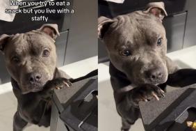 Staffy Turns Owner's Snack Time Into Hilarious Event in Video