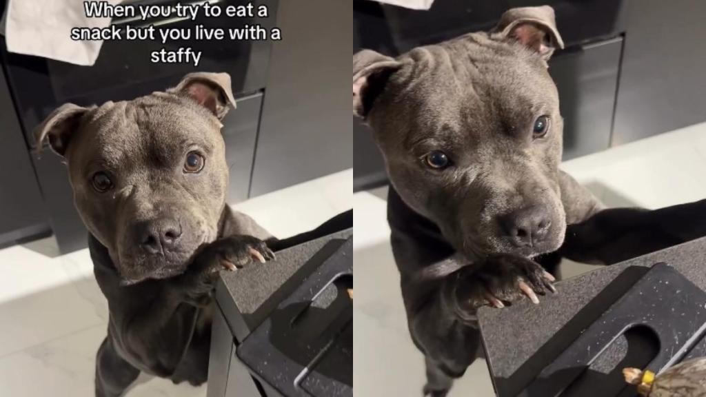 Staffy Turns Owner's Snack Time Into Hilarious Event in Video