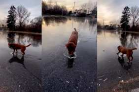 Video of Labrador Walking on Ice Looks Like 'Magic'