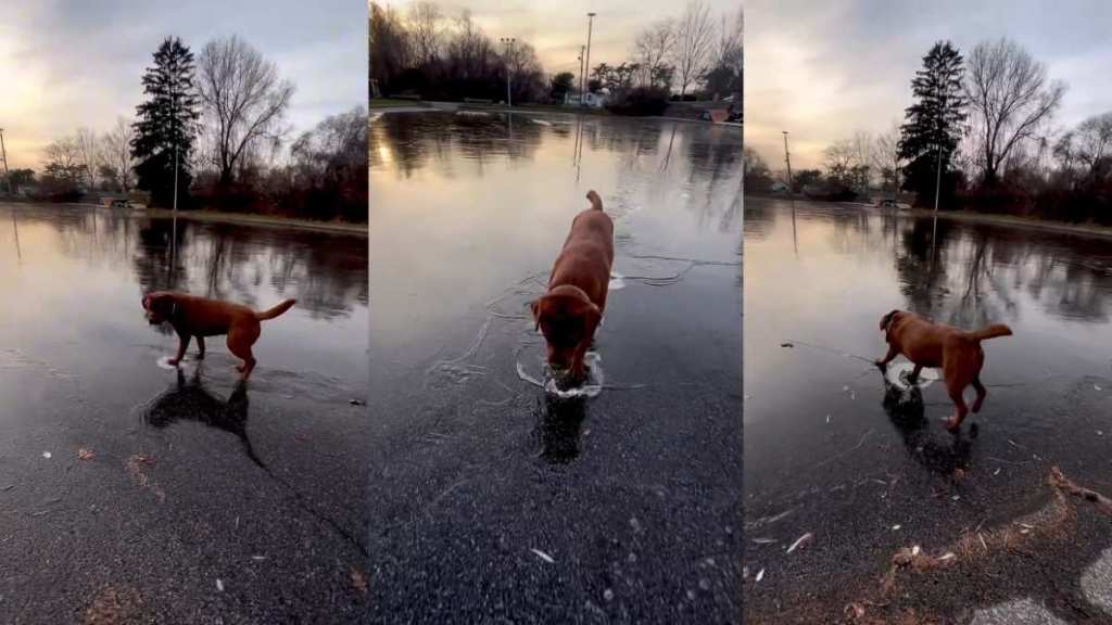 Video of Labrador Walking on Ice Looks Like 'Magic'