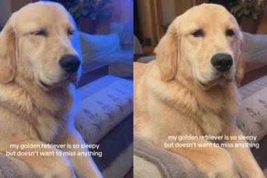 ‘Sleepy’ Golden Retriever Has Fear of Missing Out in Hilarious Video