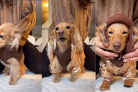 Video Shows Dog’s GRWM Routine Before Hitting -20°C