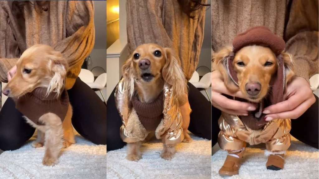 Video Shows Dog’s GRWM Routine Before Hitting -20°C