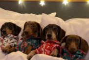 Dachshunds Ring in Festive Mood in Christmas Pjs