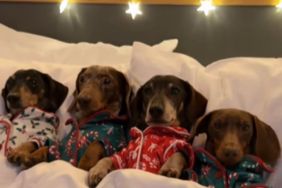 Dachshunds Ring in Festive Mood in Christmas Pjs