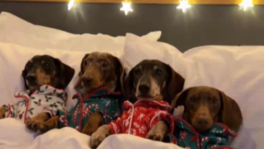 Dachshunds Ring in Festive Mood in Christmas Pjs