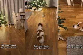 Video: Dog Does This Repeatedly After Seeing Christmas Tree