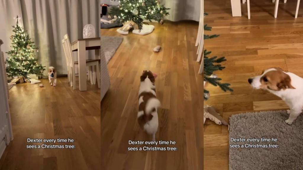 Video: Dog Does This Repeatedly After Seeing Christmas Tree