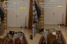 Dog Lets Cat Pass Under Her in Cute Video