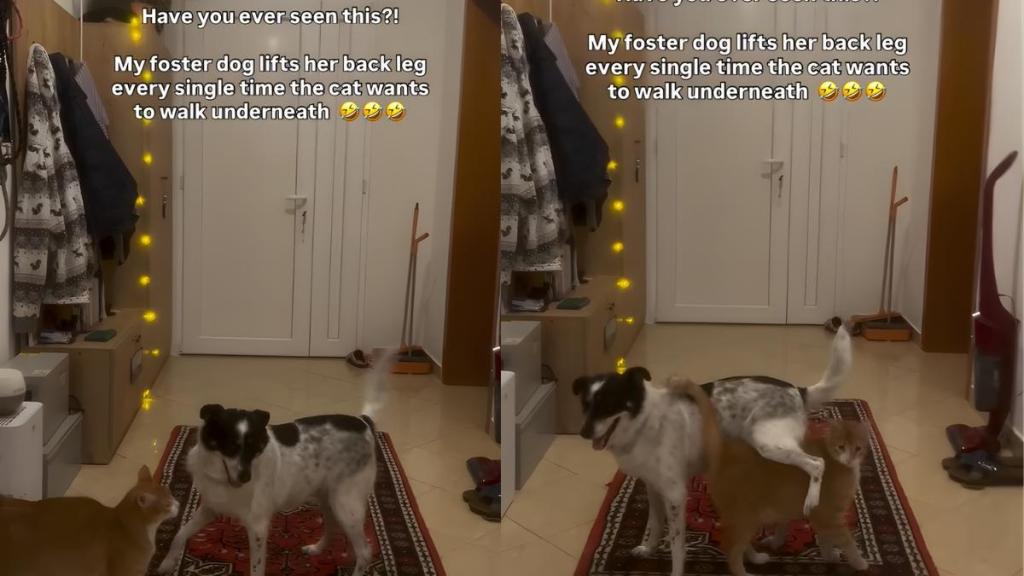 Dog Lets Cat Pass Under Her in Cute Video