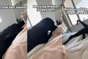 Dog Has a Legit Wakeup Routine in Adorable Video