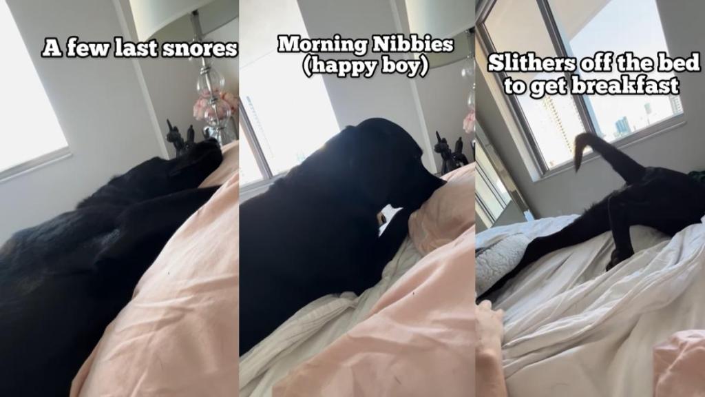 Dog Has a Legit Wakeup Routine in Adorable Video