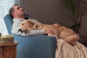 Video Proves Golden Retrievers 'Can Cure Even the Worst Days'