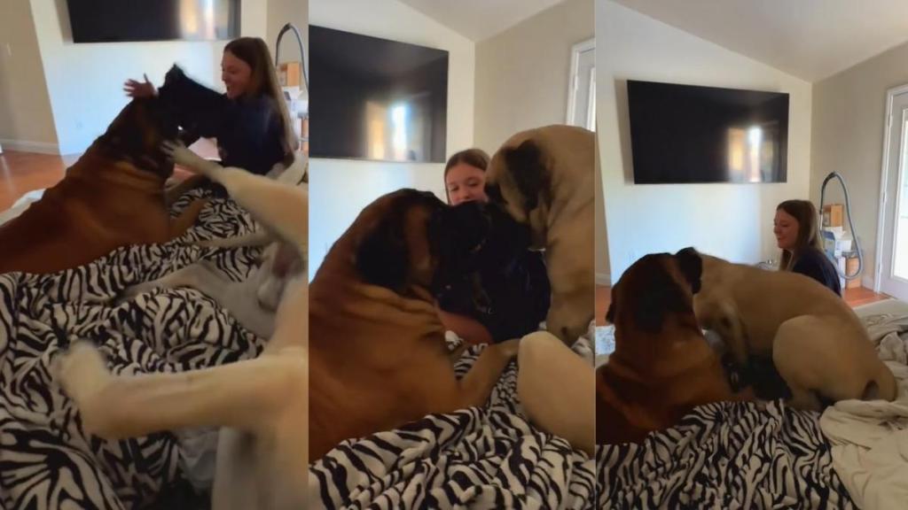 Video: Dogs Fight To Get Their Sister’s Attention