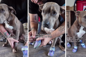 Pit Bull Wears Shoes for the First Time & the Results Are Adorable