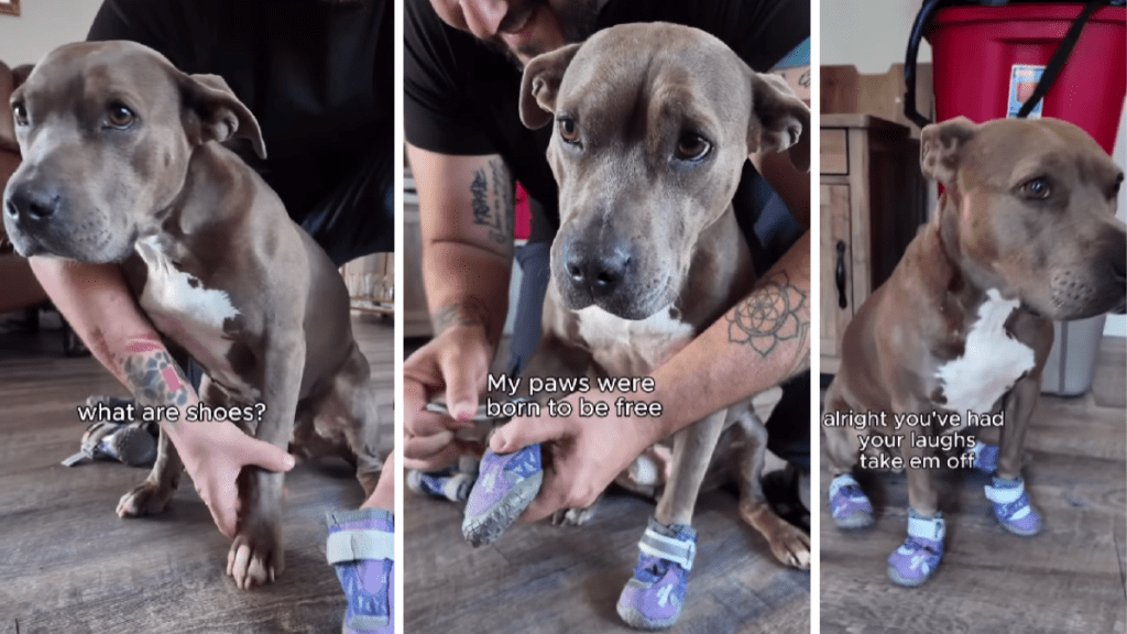 Pit Bull Wears Shoes for the First Time & the Results Are Adorable
