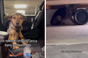 Video: Rescue Puppy Did This When He First Came to His Forever Home