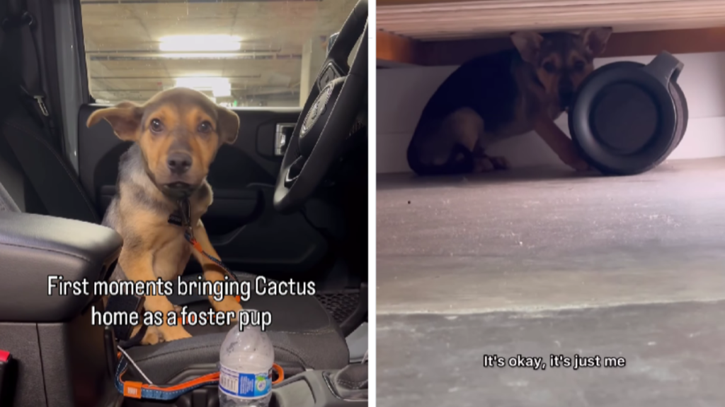 Video: Rescue Puppy Did This When He First Came to His Forever Home