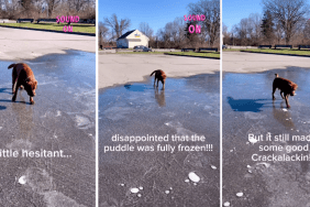 Dog Reacts When He Learns the Puddle He Ice Walks on Is Fully Frozen