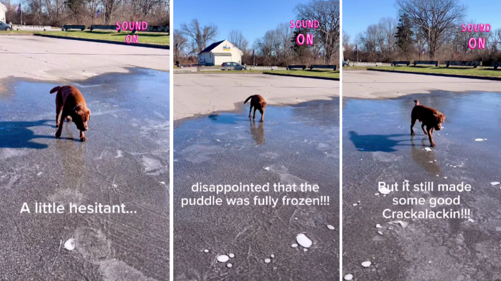 Dog Reacts When He Learns the Puddle He Ice Walks on Is Fully Frozen