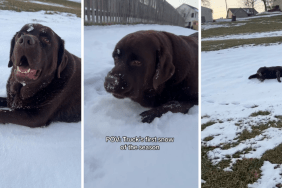 Video: Labrador Does This During First Snow of the Season